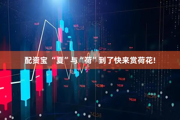 配资宝 “夏”与“荷”到了快来赏荷花!