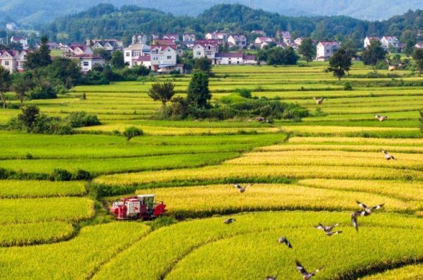 融智和 宣城旌德：“电力守护者”国庆坚守一线 护航“云上梯田”秋收归仓